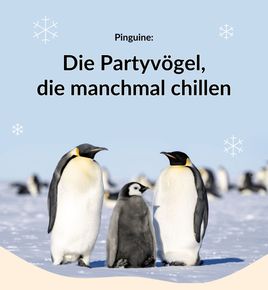 Penguins: The party birds who chill sometimes