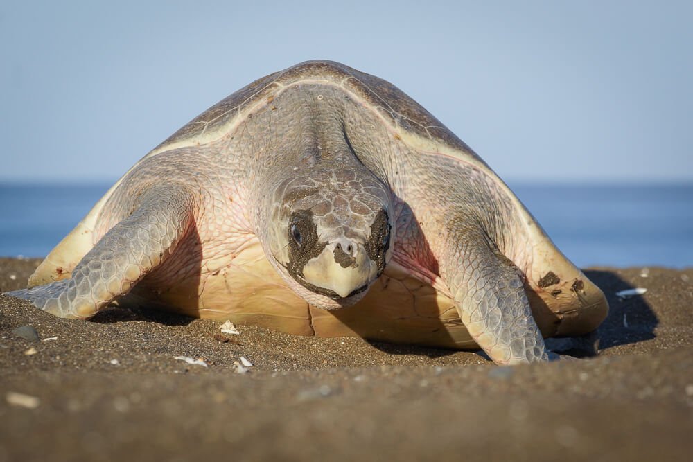 The fascinating world of olive ridley turtles: characteristics and lifestyle