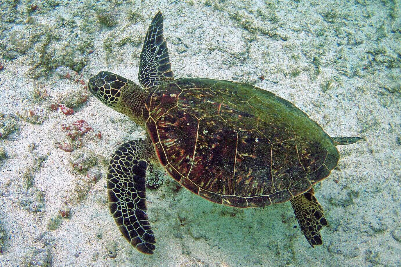 Green turtle: habitat, threats and conservation measures