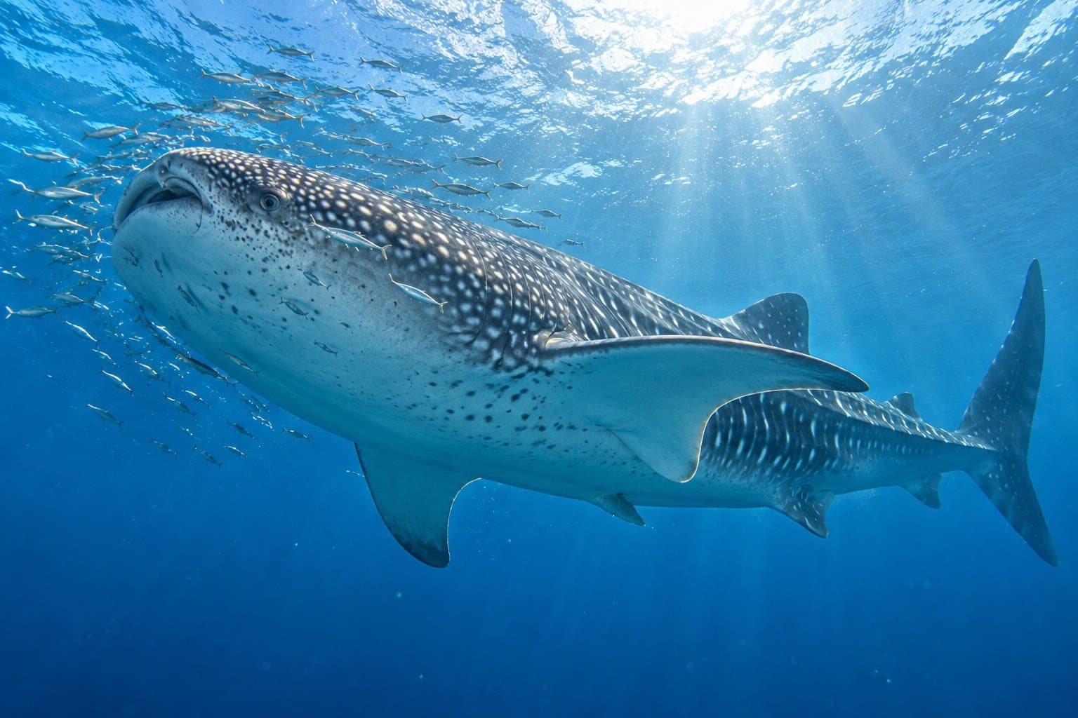 Wal