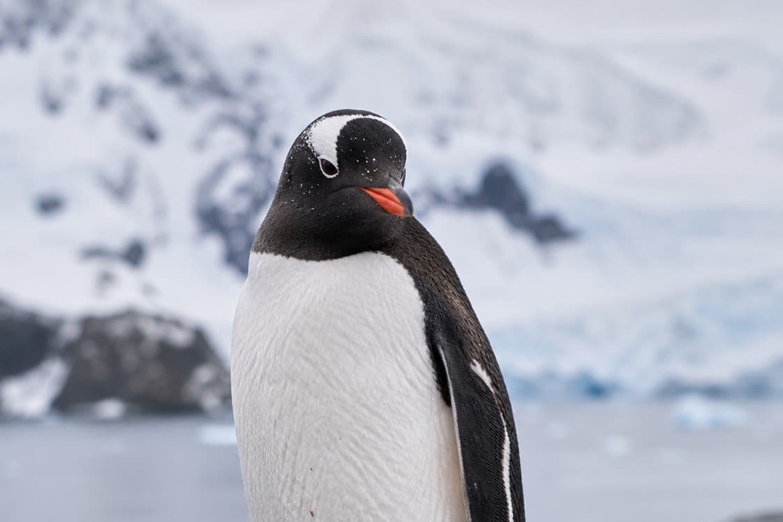 Pinguin