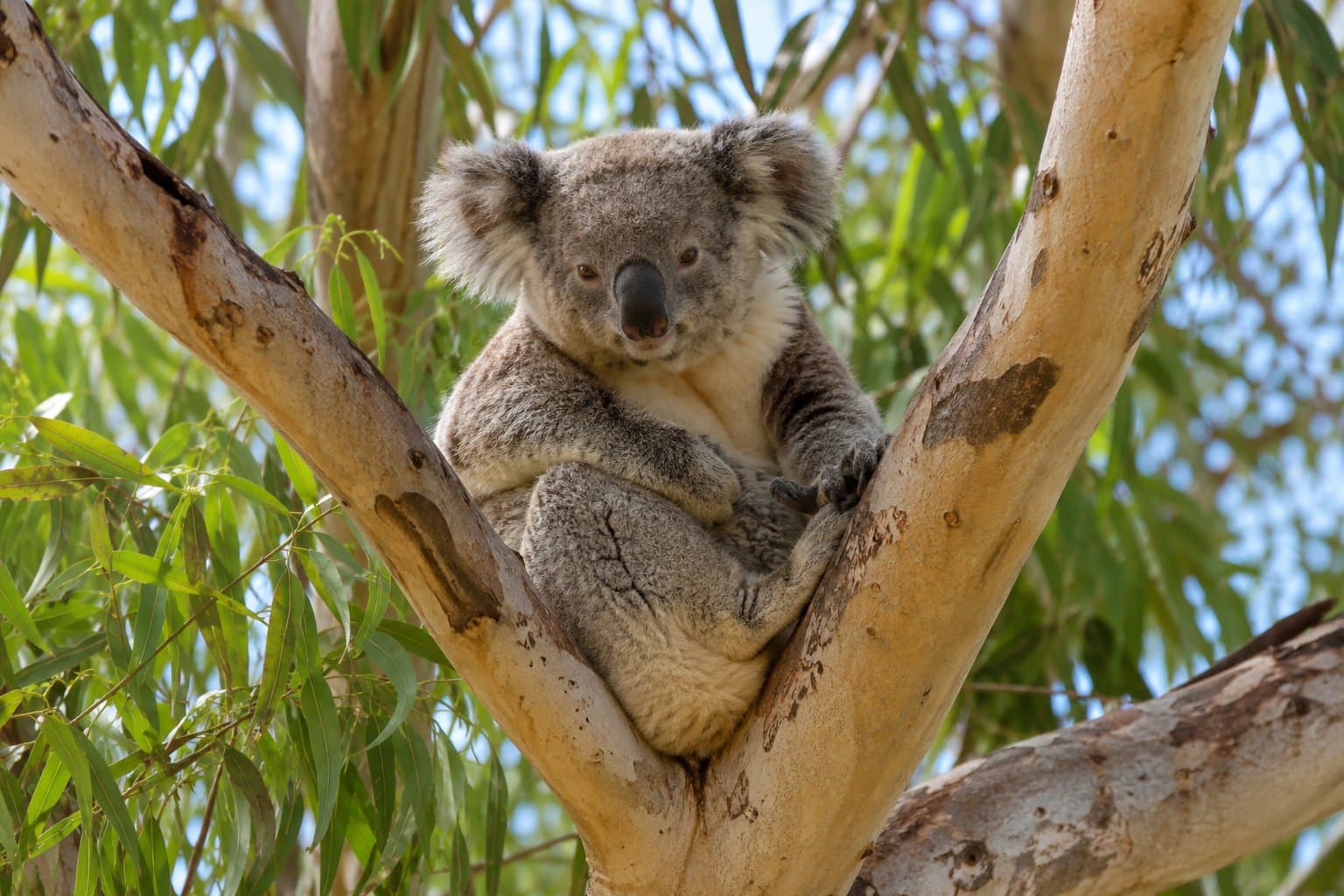 Koala