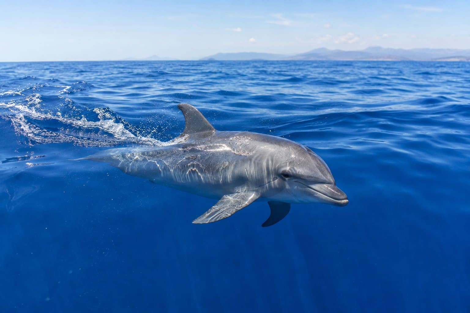Dolphin