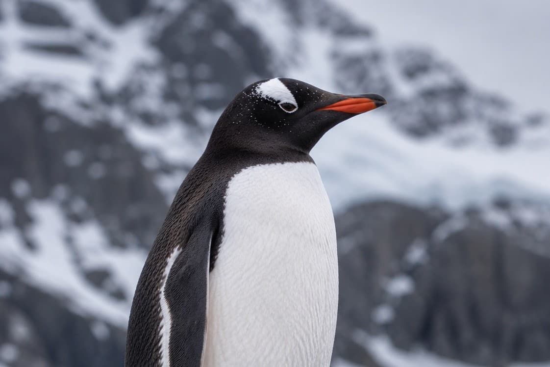 Penguin
