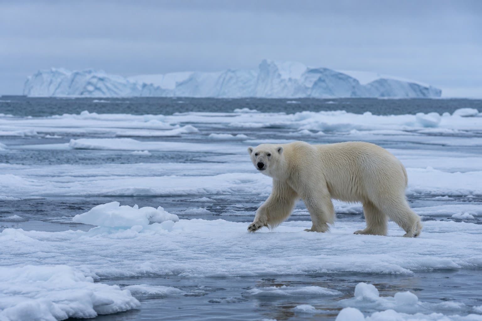 Eisbär