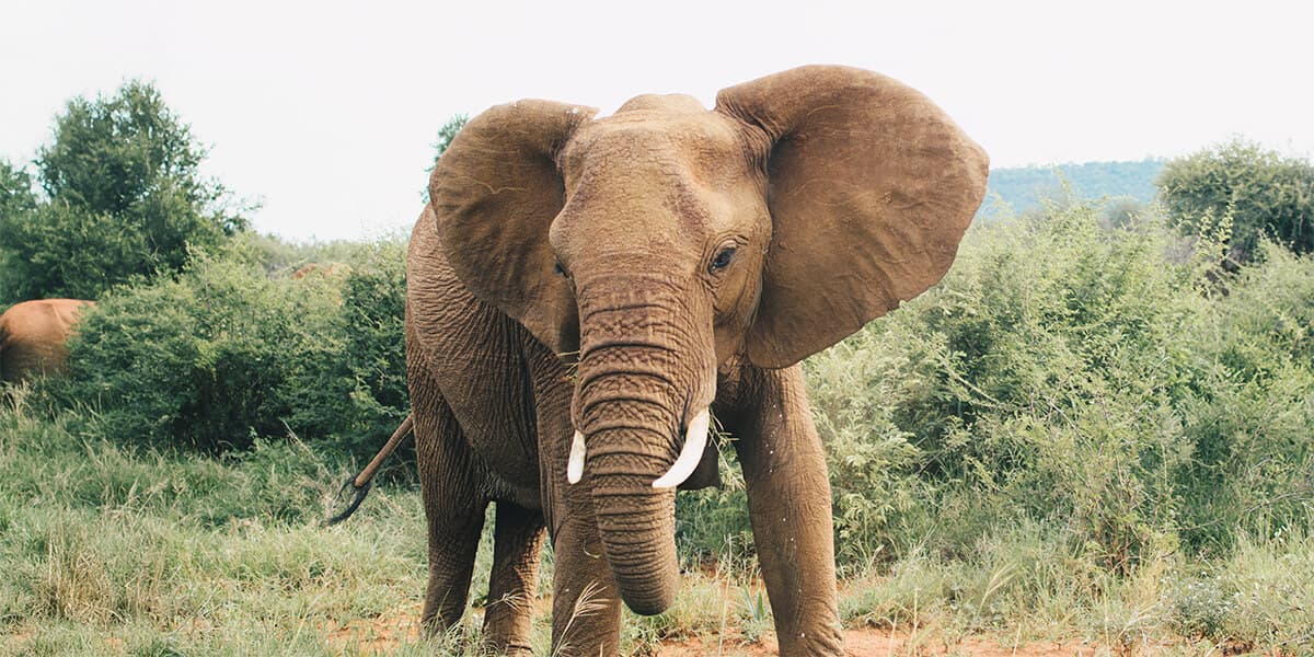 Elefant