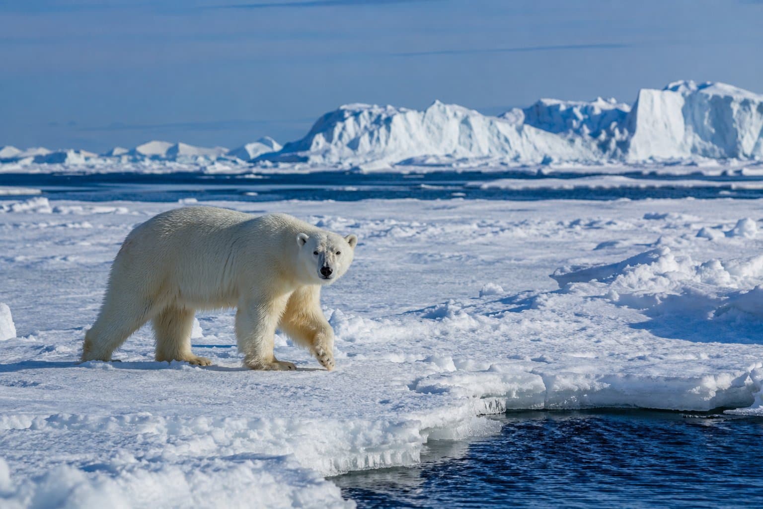 Eisbär