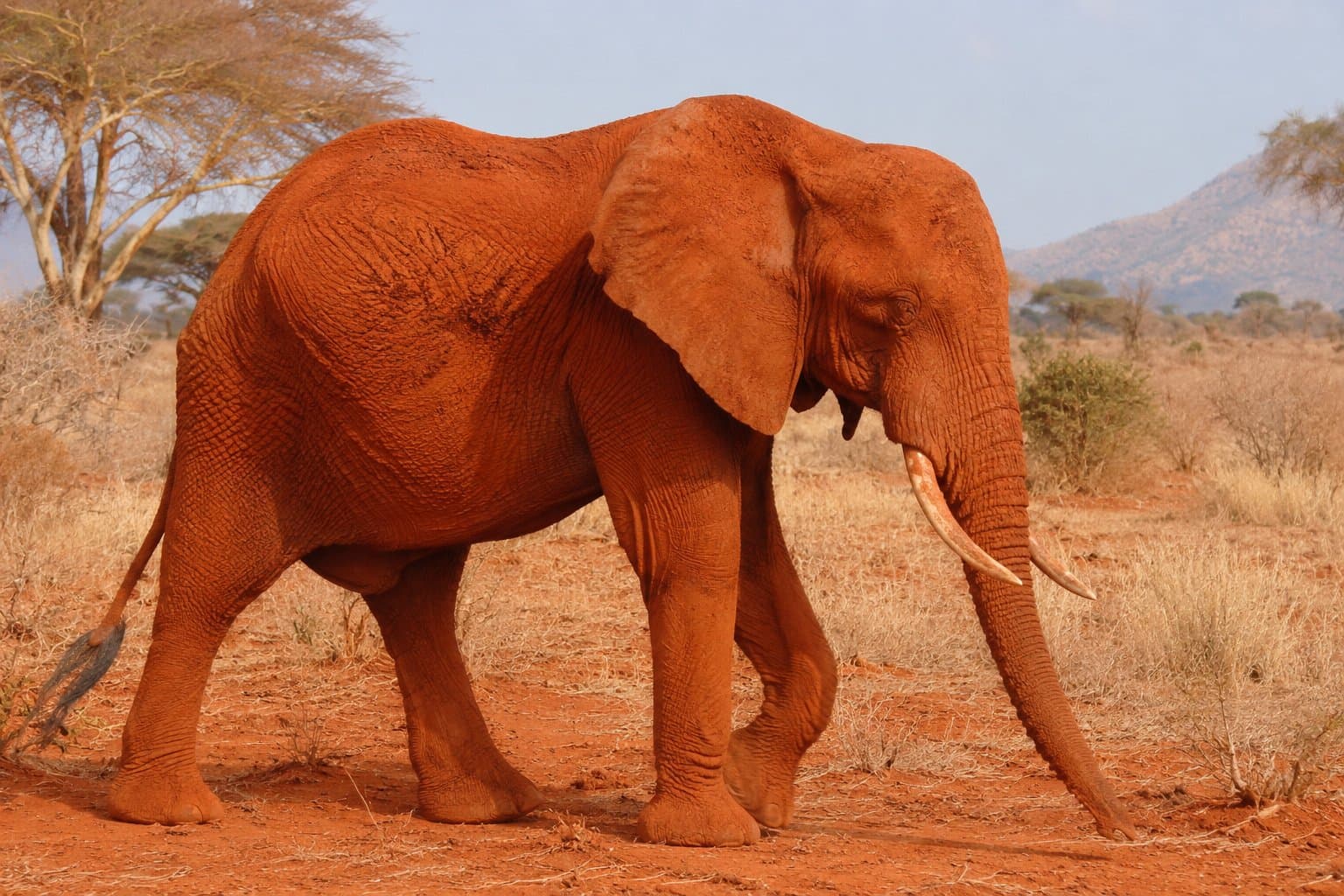 Elephant