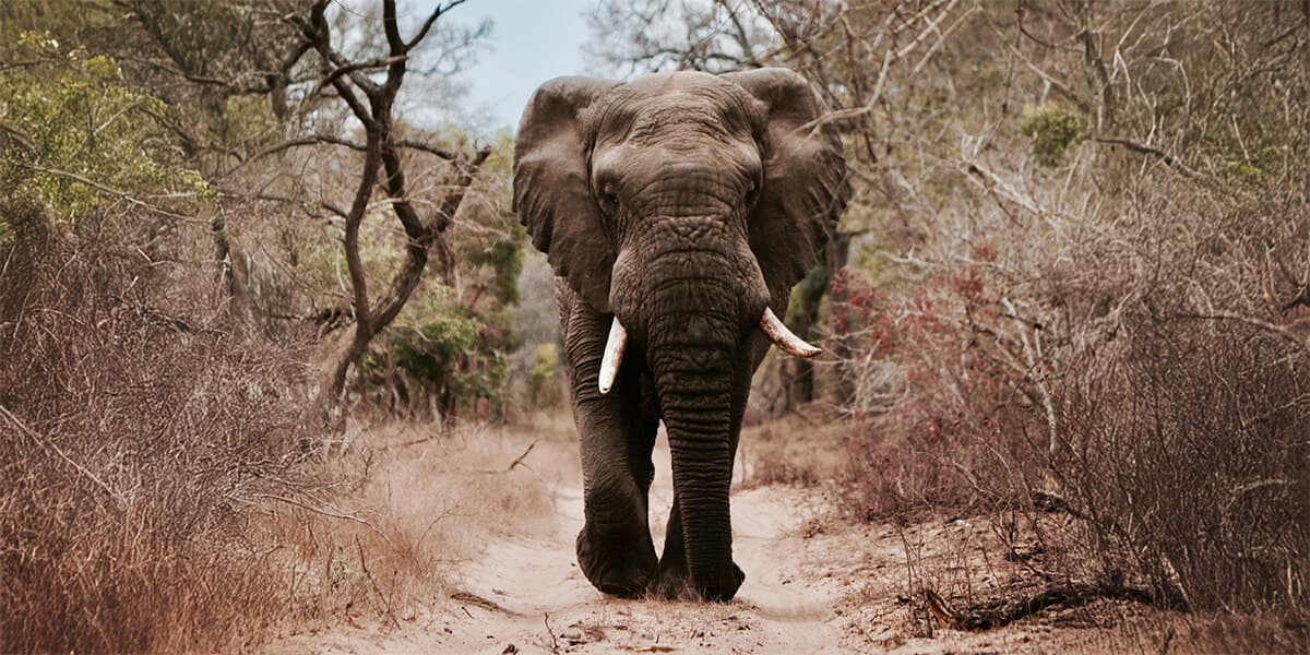 Elefant