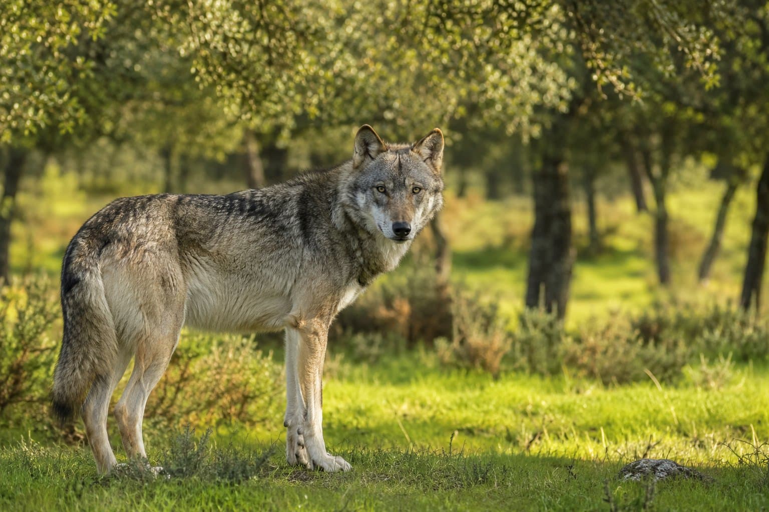 Wolf