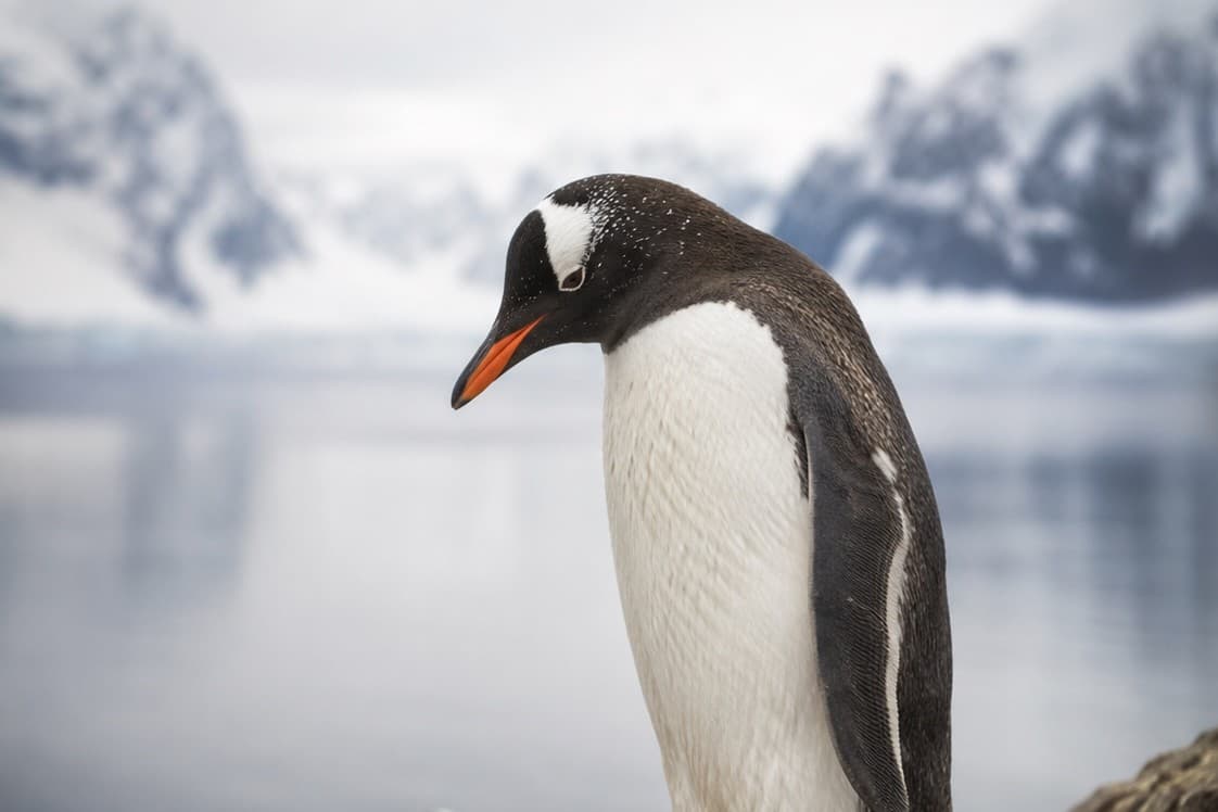Pinguin