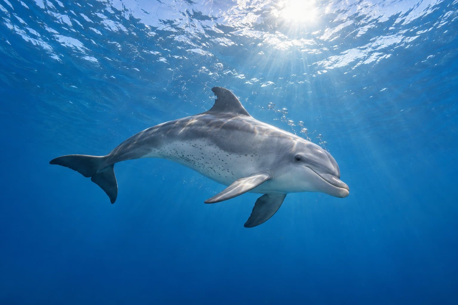 Delfin