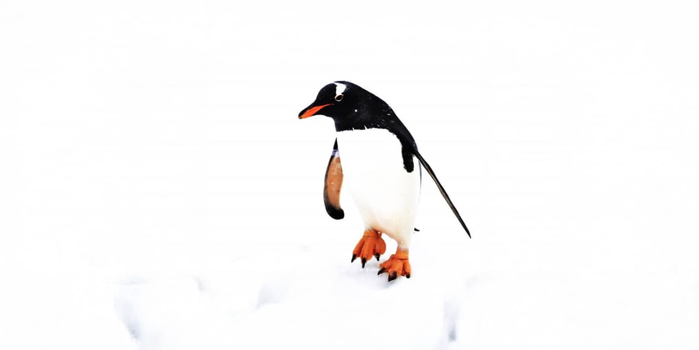 Pinguino