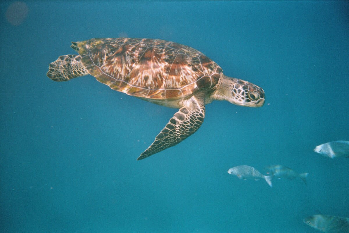 Grüne Meeresschildkröte: Fakten, Lebensraum und Schutz