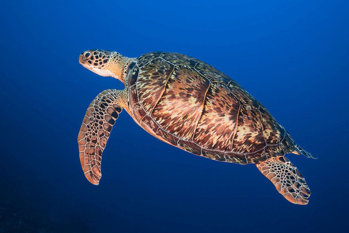 Hawksbill turtles: habitat, threats and conservation measures