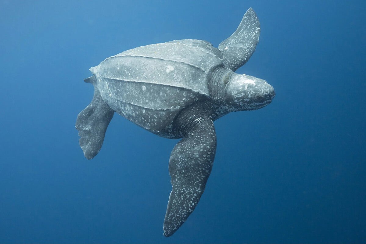 La tortuga laúd: una introducción a esta impresionante especie